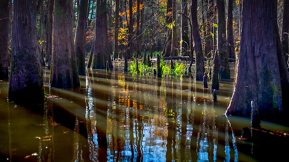Pine Island Bayou, Beaumont, Texas