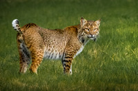 Texas Bobcat - Cattail Marsh, Beaumont, Texas
