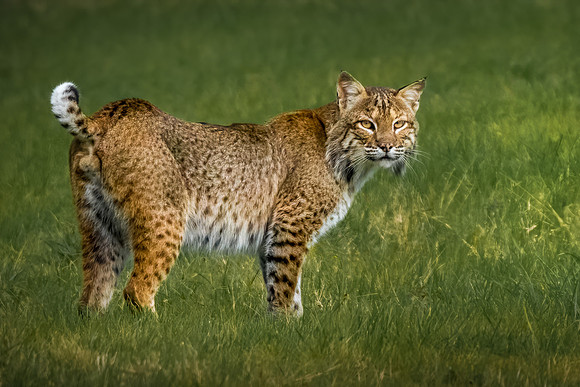 Texas Bobcat - Cattail Marsh, Beaumont, Texas