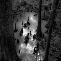 Big Thicket National Preserve, Village Mills, Texas