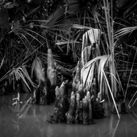 Taylor Bayou, La Belle, Texas