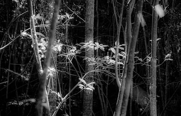 Martin Dies State Park, Jasper, Texas