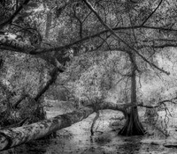 Martin Dies State Park, Jasper, Texas