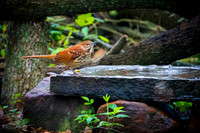 Brown Thrasher - Sabine Woods Sanctuary