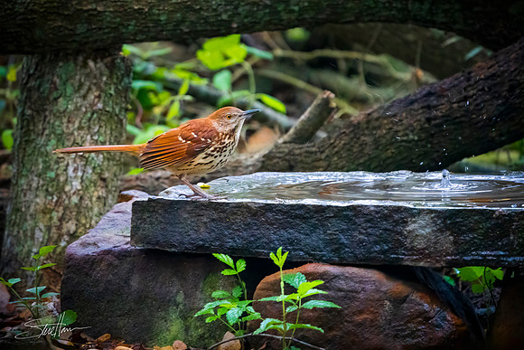 Brown Thrasher - Sabine Woods Sanctuary