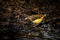 Louisiana Waterthrush - Sabine Woods Sanctuary