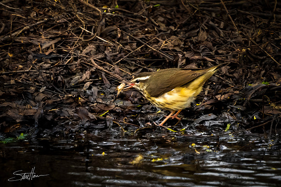 Louisiana Waterthrush - Sabine Woods Sanctuary