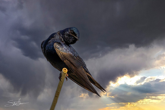 Purple Martin - Sabine Woods Sanctuary
