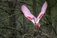 Roseate Spoonbill - Smith Oaks Sanctuary