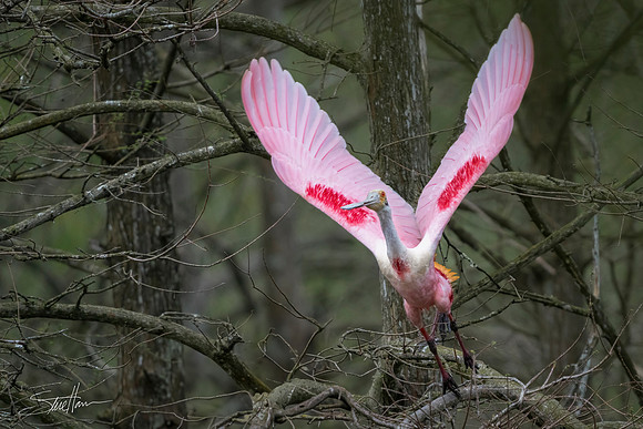 Roseate Spoonbill - Smith Oaks Sanctuary