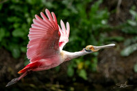 Roseate Spoonbill - Smith Oaks Sanctuary