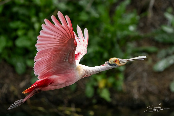 Roseate Spoonbill - Smith Oaks Sanctuary