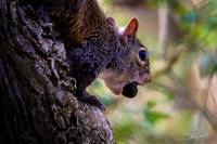 Eastern Gray Squirrel - Smith Oaks Sanctuary