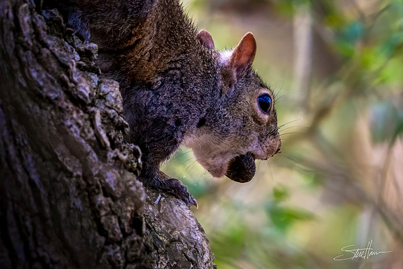 Eastern Gray Squirrel - Smith Oaks Sanctuary