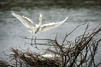 Great White Egrets - Smith Oaks Sanctuary