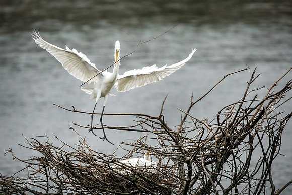 Great White Egrets - Smith Oaks Sanctuary