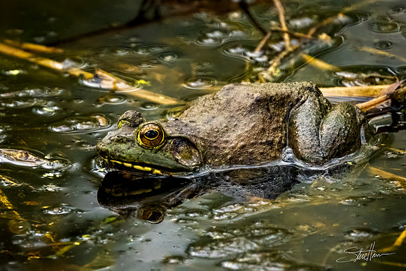 American Bullfrog - Smith Oaks Sanctuary
