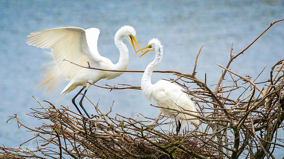 Great White Egrets - Smith Oaks Sanctuary