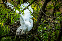 Great White Egret - Smith Oaks Sanctuary