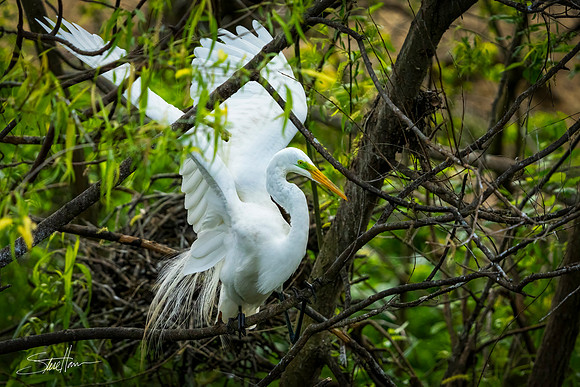 Great White Egret - Smith Oaks Sanctuary