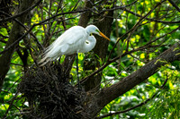 Great White Egret - Smith Oaks Sanctuary