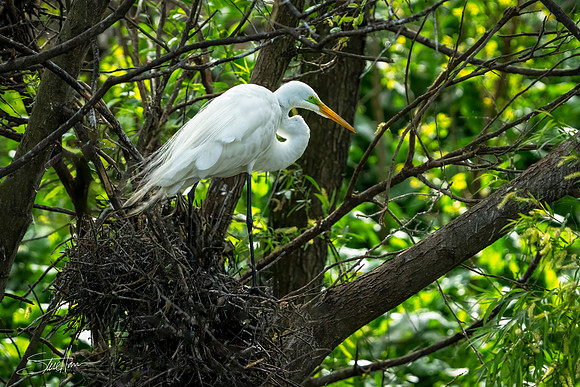 Great White Egret - Smith Oaks Sanctuary