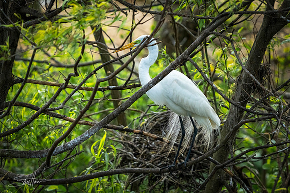 Great White Egret - Smith Oaks Sanctuary