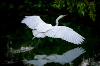 Great White Egret - Smith Oaks Sanctuary