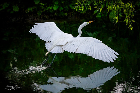 Great White Egret - Smith Oaks Sanctuary