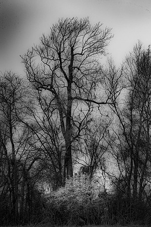 Cattail Marsh, Beaumont,Texs