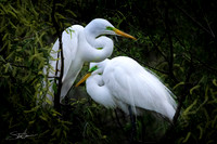 Great White Egrets - Smith Oaks Sanctuary, High Island, Texas