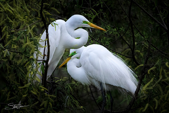 Great White Egrets - Smith Oaks Sanctuary, High Island, Texas