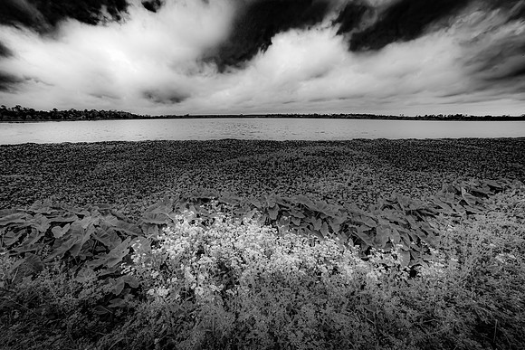 Cattail Marsh, Beaumont Texas