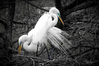 Great White Egrets - Smith Oaks Sanctuary, High Island, Texas