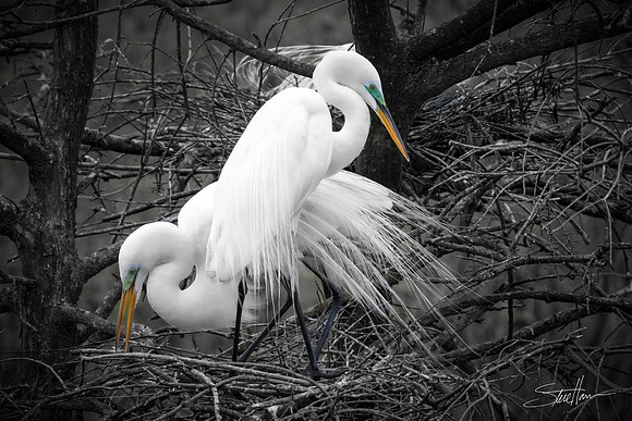 Great White Egrets - Smith Oaks Sanctuary, High Island, Texas