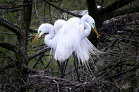 Great White Egrets - Smith Oaks Sanctuary, High Island, Texas