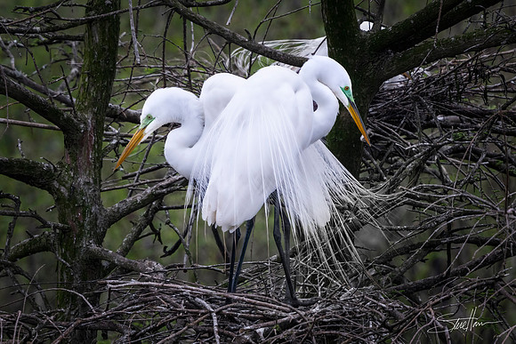 Great White Egrets - Smith Oaks Sanctuary, High Island, Texas