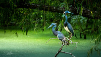 Tricolored heron - Smith Oaks Sanctuary, High Island , Texas, USA