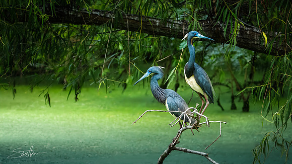 Tricolored heron - Smith Oaks Sanctuary, High Island , Texas, USA
